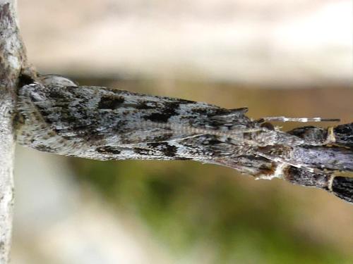 Réf. 340 301 : Eudonia angustea